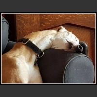 ubaw ze śmiesznymi psami i kotami 16