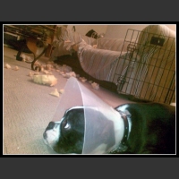 ubaw ze śmiesznymi psami i kotami 17