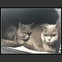 ubaw ze śmiesznymi psami i kotami 18