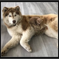 ubaw ze śmiesznymi psami i kotami 1