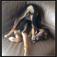 ubaw ze śmiesznymi psami i kotami 2