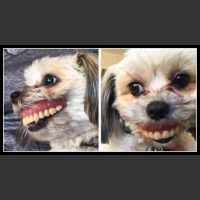 ubaw ze śmiesznymi psami i kotami 3