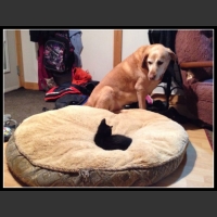 ubaw ze śmiesznymi psami i kotami 4