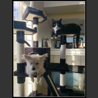 ubaw ze śmiesznymi psami i kotami 6