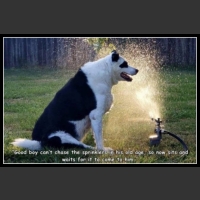 ubaw ze śmiesznymi psami i kotami 7