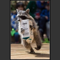 ubaw ze śmiesznymi psami i kotami 8