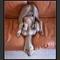 ubaw ze śmiesznymi psami i kotami 9