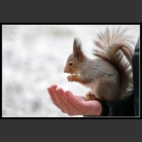 uśmiesznij się 38 - te zwierzęta mają poczucie humoru