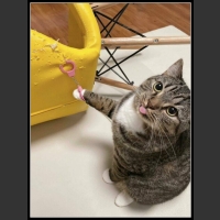 uśmiesznij się 39 - te zwierzęta mają poczucie humoru