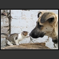 uśmiesznij się 40 - te zwierzęta mają poczucie humoru