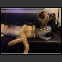 uśmiesznij się 43 - te zwierzęta mają poczucie humoru